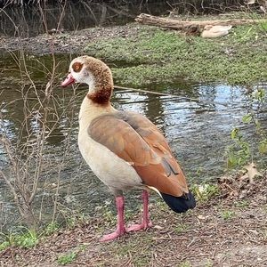 Meet your Posher, Cassandre